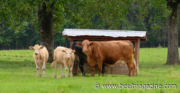 The $1 billion question: How to stop horn flies from pestering cattle?