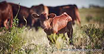 PI Calves: A Devastating Threat You Might Not Even See