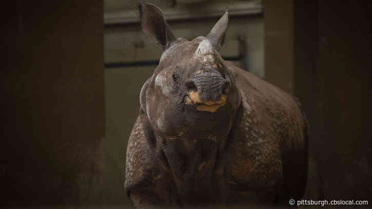 Visitors Can See Member Of Once-Endangered Rhino Species At Columbus Zoo And Aquarium
