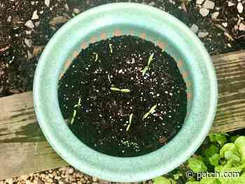 When Frost Danger Passes In Rhode Island, Making Gardening Safe - Patch.com