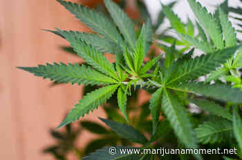 Rhode Island Lawmakers Debate How—Not Whether—To Legalize Marijuana At Hearing On Governor's Plan - Marijuana Moment