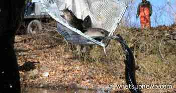 You can freshwater fish for free in Rhode Island this weekend - What'sUpNewp