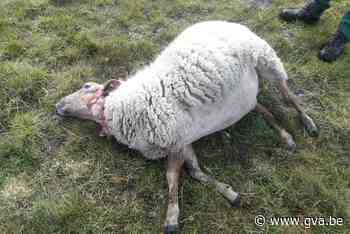 Specialisten over schapenslachting Kalmthoutse Heide: “Elk h... (Kalmthout) - Gazet van Antwerpen