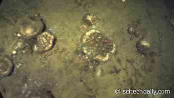 Surprise in the Deep Sea: Researchers Discover Unexpected Paths on the Ocean Floor