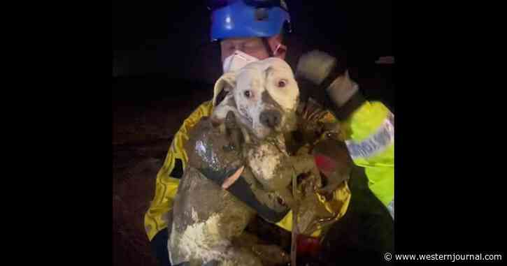 Startled Puppy Rescued by Coastguard After Getting Lost in Mud and Stuck Under Pier