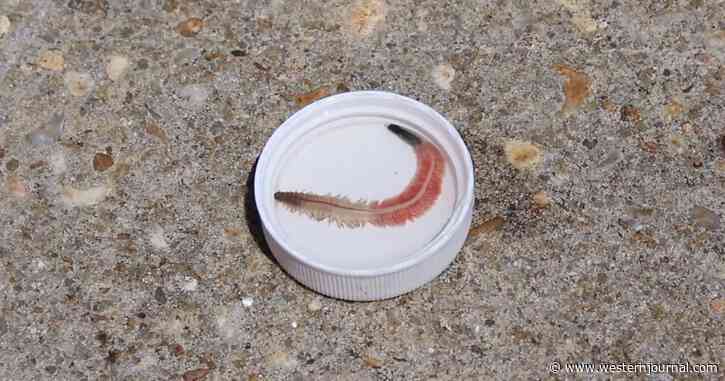 Watch: American Coast Brimming with Strange Worms, Experts Warn ‘Incredible Transformation’ Left Them with Hooked Jaws