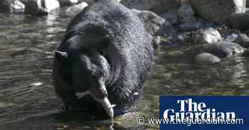 Colorado woman killed in rare black bear attack, authorities say
