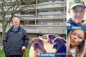 Terrified posties refuse to deliver mail to Aberdeen high-rise for fear of two devil dogs... - The Scottish Sun