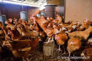 Un foyer d’influenza aviaire dans une basse-cour près de Rethel - L’Ardennais