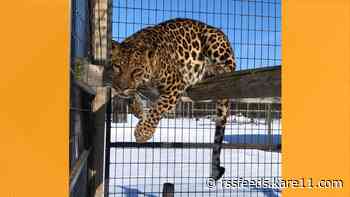 What's new at Safari North Wildlife Park