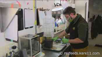 MN Zoo working to restore two endangered butterfly species