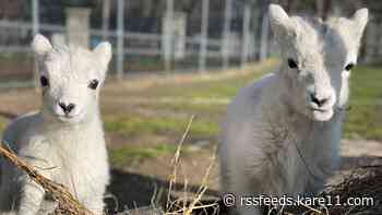 Baaa-rand new lambs greet guests at Como Zoo