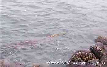 MiAmbiente investiga muerte de lagarto aguja en playa de Los Santos - Panamá América
