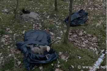 Slachtafval van varkens gedumpt in bos (Mol) - Gazet van Antwerpen Mobile - Gazet van Antwerpen