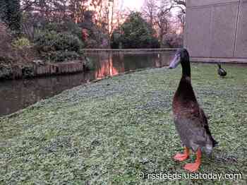 Meet Long Boi, a big (but not the biggest) duck that's become a 'superstar' at the University of York