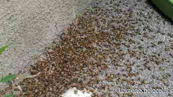 Famiglia di api avvelenata - Il Tirreno