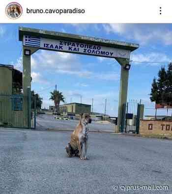 Animal Party: Bruno should not go back to army camp - Cyprus Mail