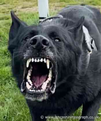 Fearsome looking police dog hunts down two men as they try to run from police in Bacup
