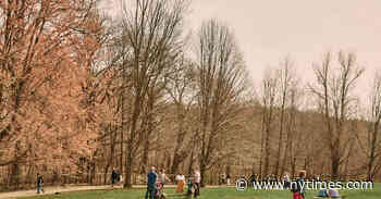 Opinion | In a Pandemic, Finding Comfort in the Arts - The New York Times