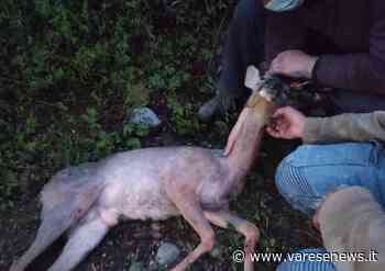 Investito cucciolo di cervo ad Albizzate, si salverà grazie a due "angeli custodi" - varesenews.it