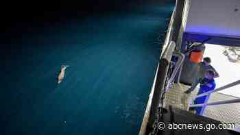 SpaceX returns 4 astronauts to Earth; rare night splashdown