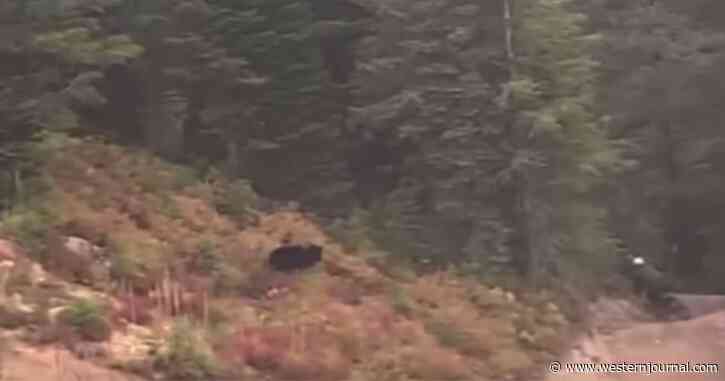 Unreal Video: Bear Barrels Toward Mountain Biker Hastily Navigating Rough Backwoods Trail