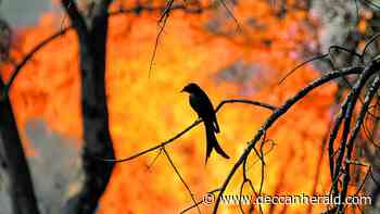 Reality of forest fires - Deccan Herald