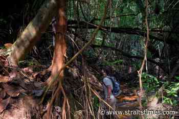 Growing number of hikers at Clementi Forest puts 2 rare orchid species at risk - The Straits Times