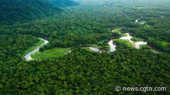 Amazon forest emits more CO2 than it absorbs: study - CGTN