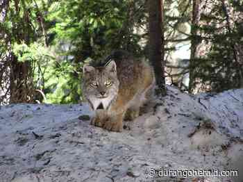 Colorado Parks and Wildlife releases film ‘Lynx: Shadows of the Forest’ - The Durango Herald