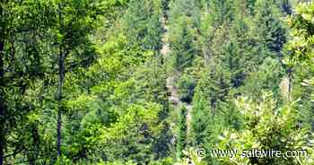 California program overestimates climate benefits of forest offsets - study | Saltwire - SaltWire Network