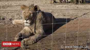 South Africa to ban lion breeding for cub petting