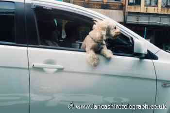7 dog-friendly travel tips to ensure your pooch travels in comfort