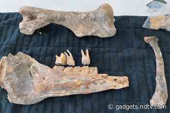 Fossils Discovered in Las Vegas Couple’s Backyard Could Be of a Horse from Ice Age