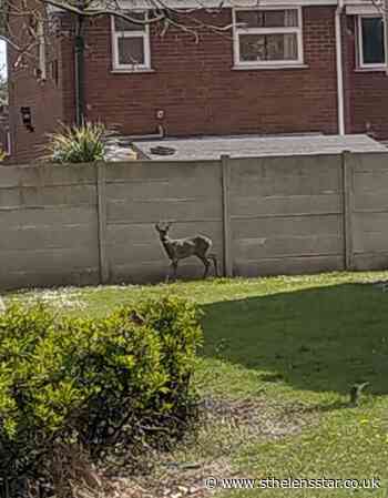 Roe deer which became trapped in garden has died - St Helens Star