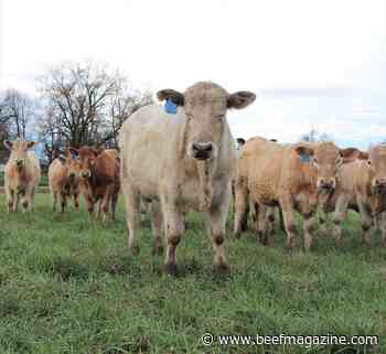 Celebrating Beef Month 2021
