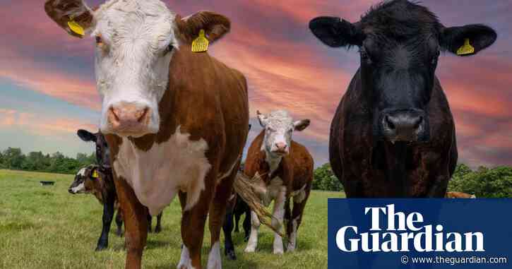 UK dairy firms try to count the cost of churn in post-Brexit trade