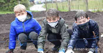 Schulstunde auf dem Kartoffelacker - WESER-KURIER