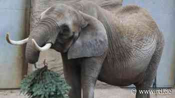 Opel-Zoo Kronberg: Elefantendame Zimba im Alter von fast 40 Jahren gestorben - RTL Online
