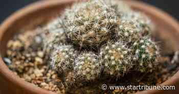 Rare and threatened Minnesota cactus species could be saved with relocation effort