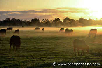 Cattle market struggles continue