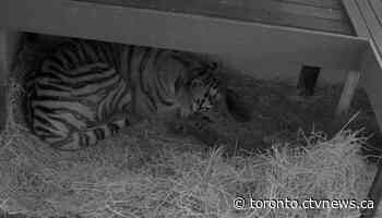 Endangered tiger gives birth to three cubs at Toronto Zoo
