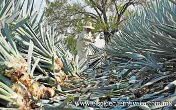 Cambian granos por agave en Guanajuato - El Sol de Cuernavaca