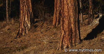 The Woman Who Looked at a Forest and Saw a Community