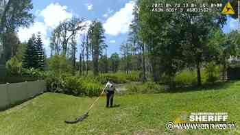 Deputy uses broom to return alligator to pond