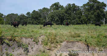 Pay attention to pasture