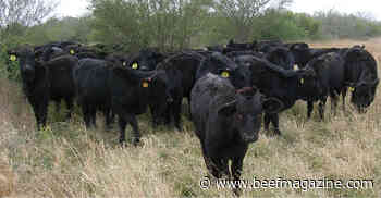 Inconsistent precipitation: How can livestock producers prepare?