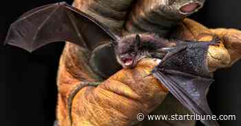 As bats continue to die off, St. Cloud plans to transform old sewer into bat cave