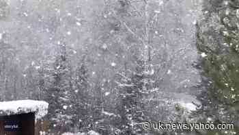 Snow-Hatted Squirrel Nibbles on Food During Spring Snowstorm in Newfoundland - Yahoo News UK