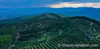 Sub-Saharan Africa's food security has turned out better than feared. But risks remain - The Conversation Africa
